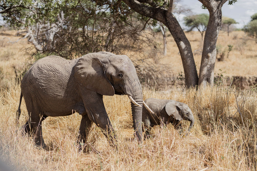 Elephants on a Tanzania safari