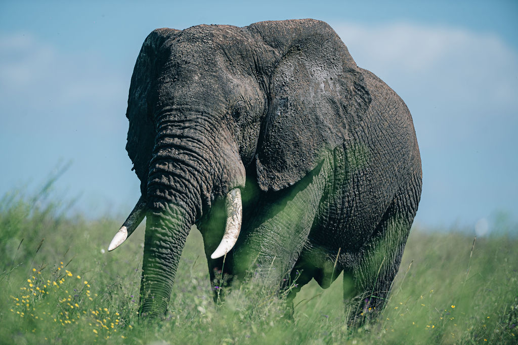 Ngorongoro Crater