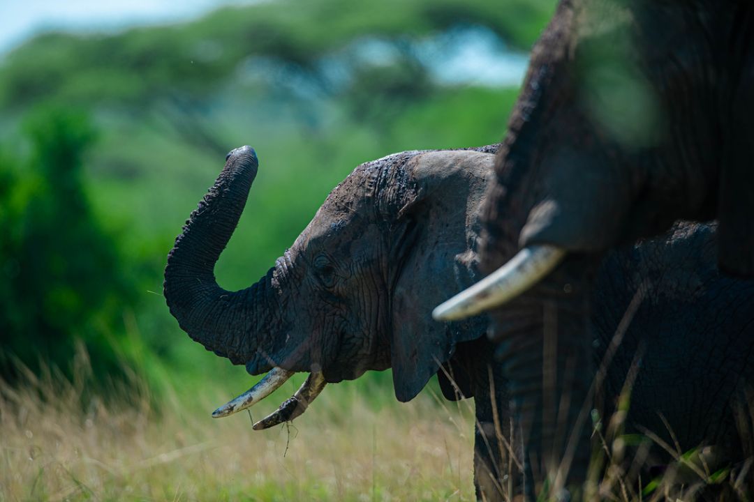 Tarangire National Park