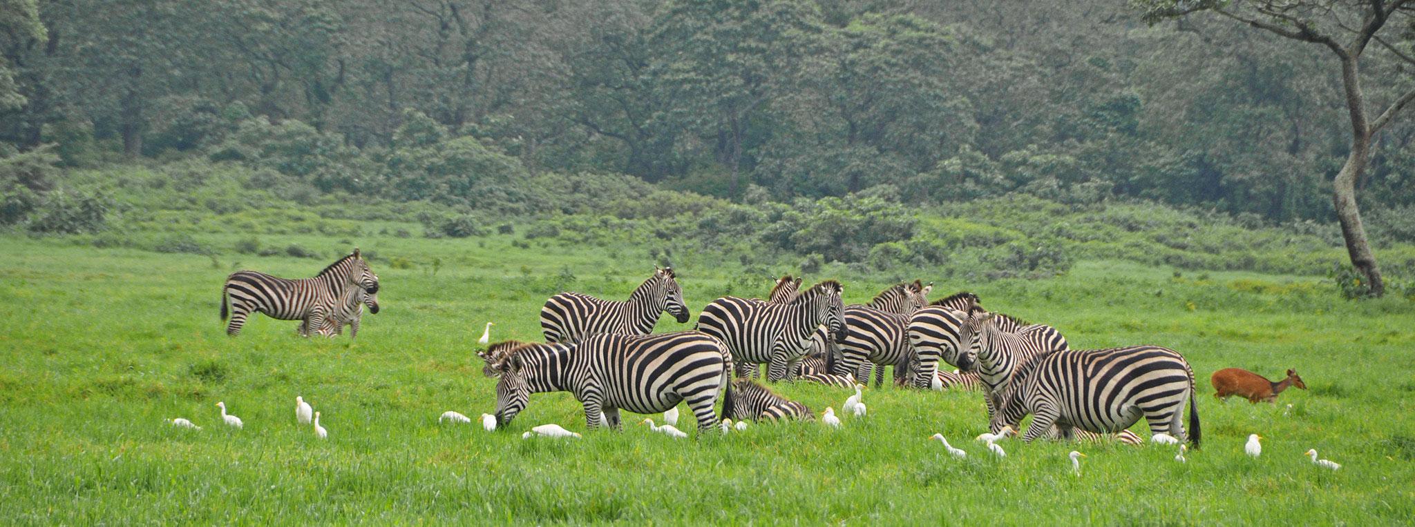 6-Day Midrange Tanzania Wildlife Adventure