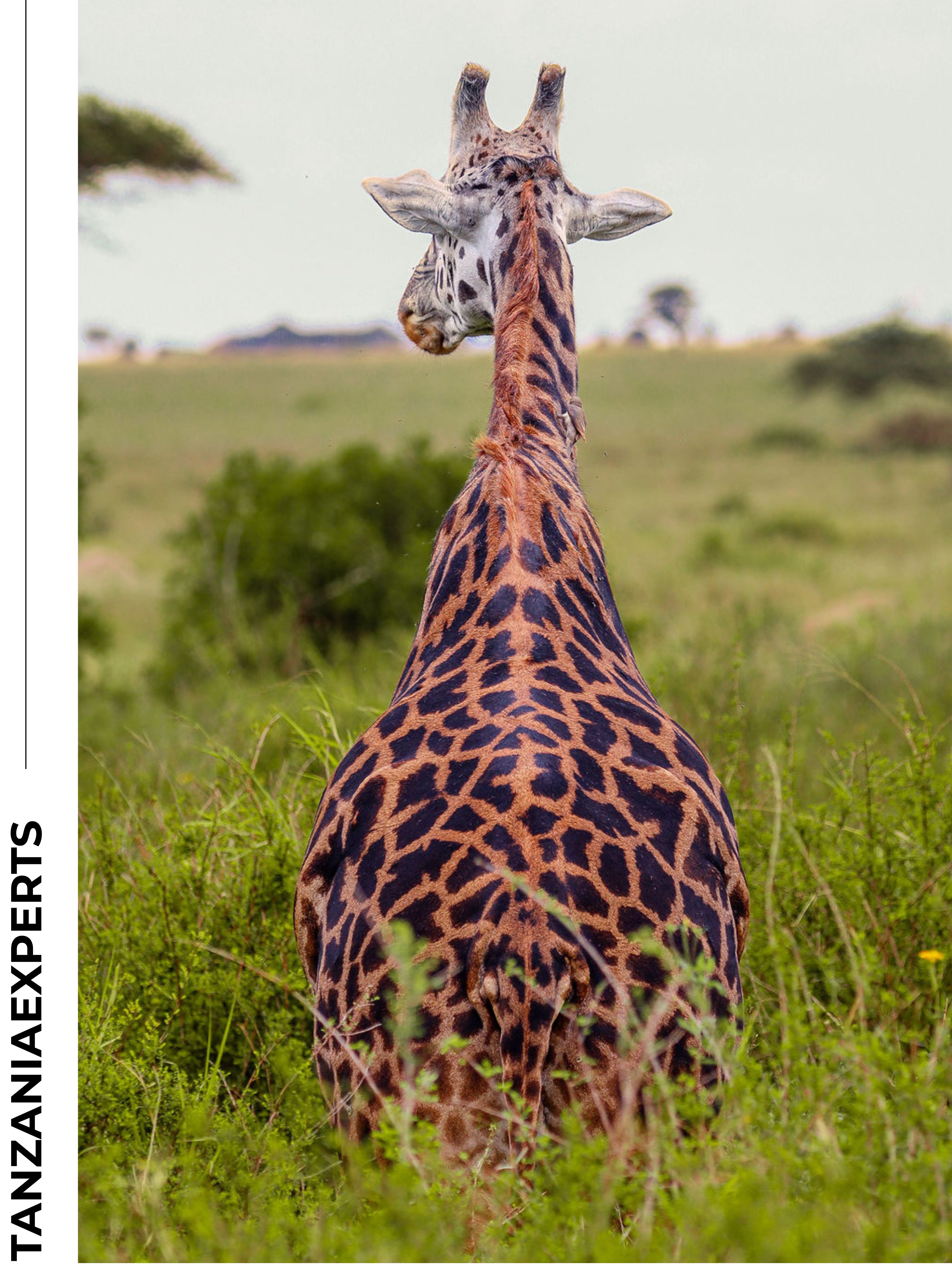 7-Day Rongai Route Kilimanjaro Trek