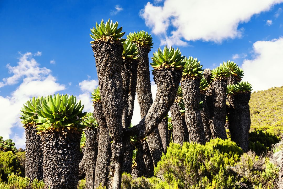 7-Day Shira Route Kilimanjaro Trek
