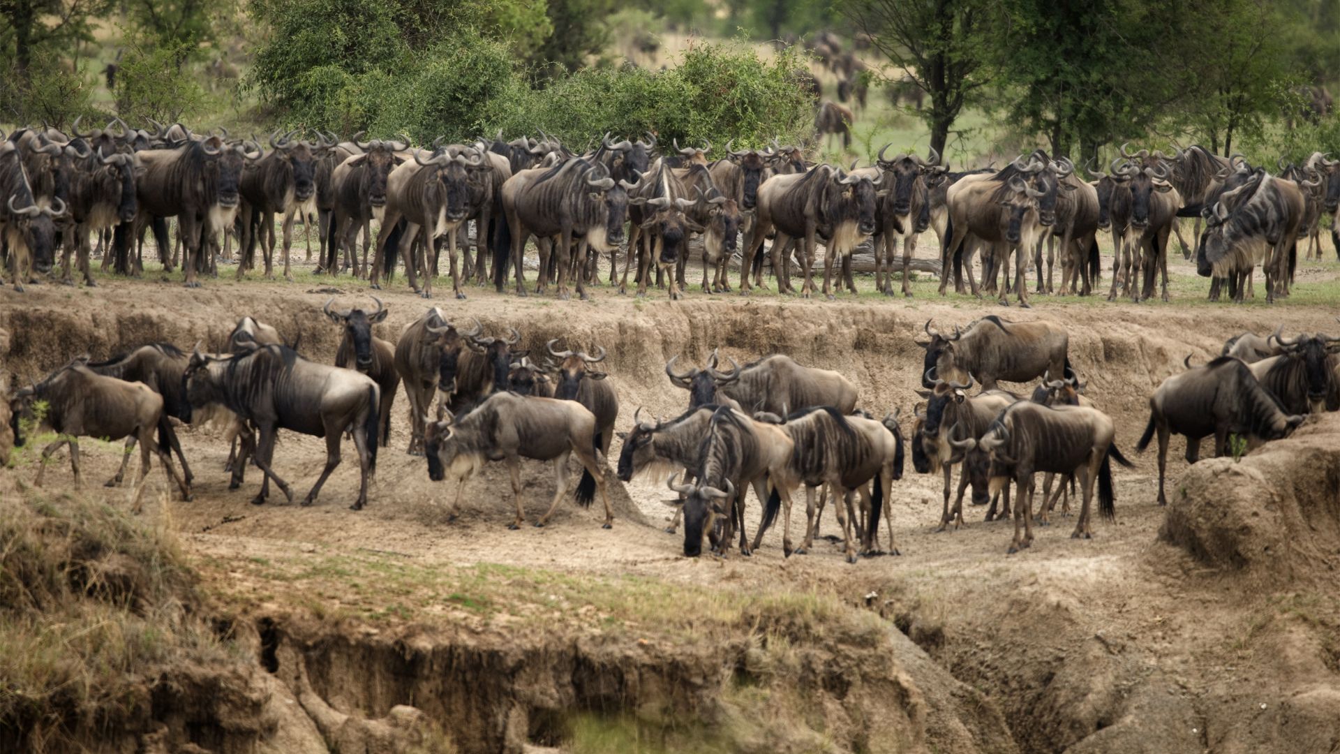 Responsible Tanzania Safari: How to Protect Wildlife and Respect Communities