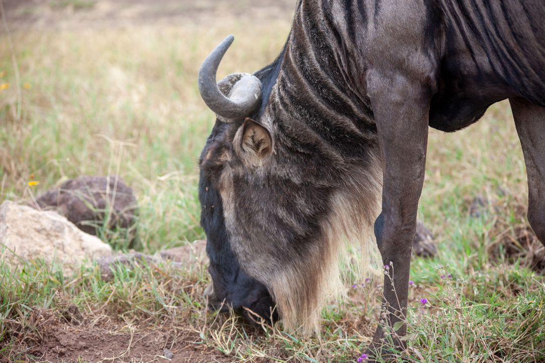 13-Day Luxury Tanzania Safari and Zanzibar Escape