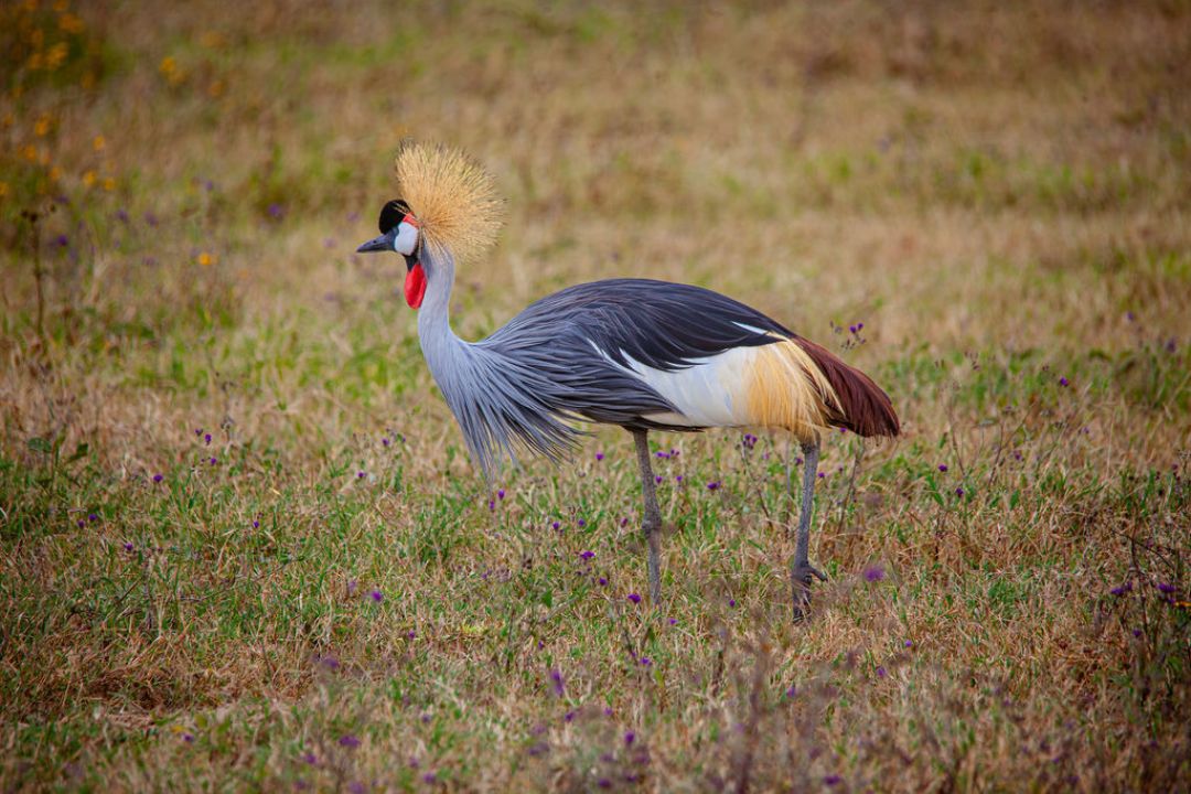 3-Day Mid-Range Safari Experience