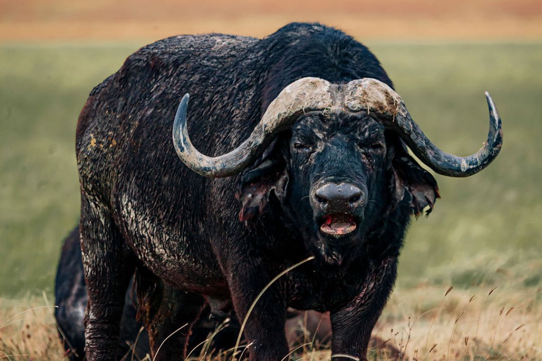 4 Days - Tanzania Wildlife Safari - Midrange