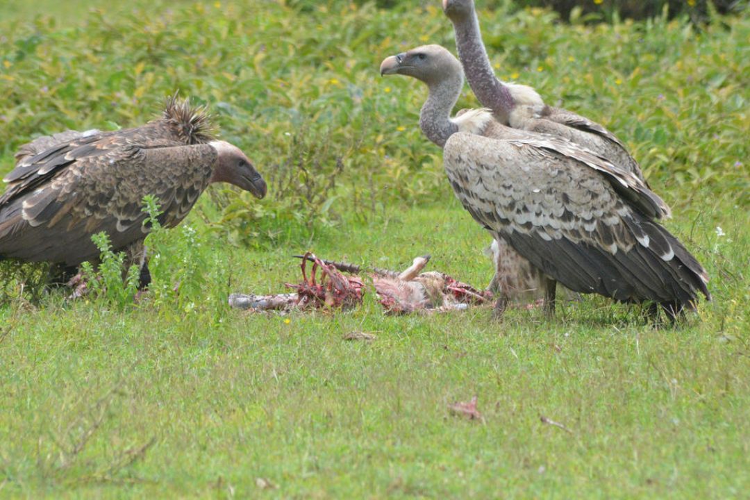 5-Day Northern Circuit Wildlife Adventure
