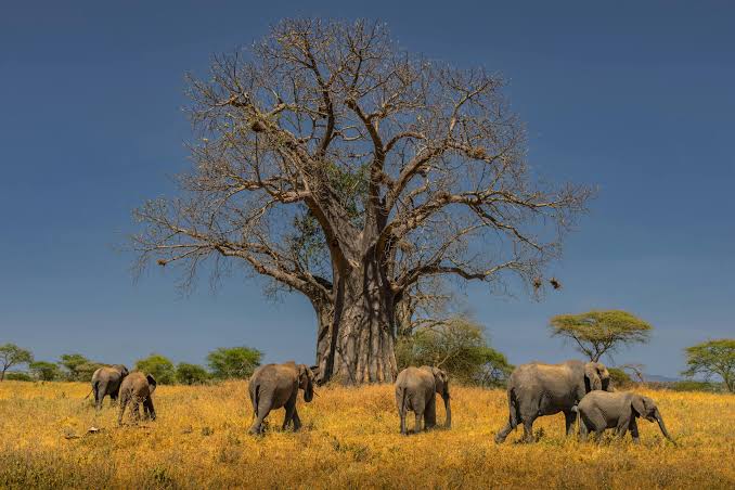 Tarangire National Park Guide: Elephants, Baobabs and Seasonal Wildlife